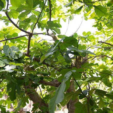 Arenella